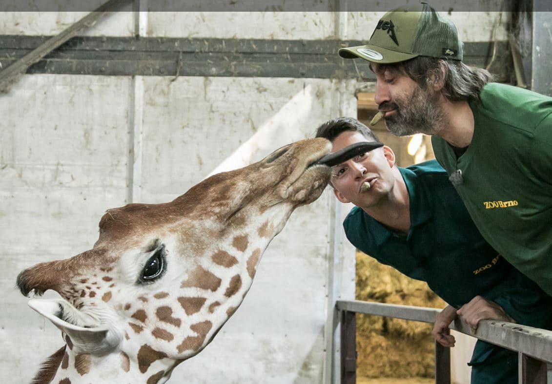 Ošetřovatelem v ZOO