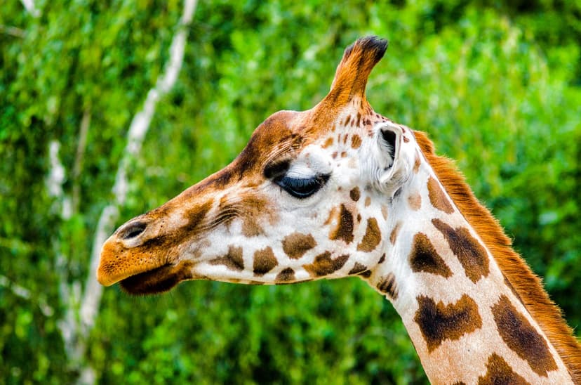 Vstupenky pro děti do ZOO Praha za 1 Kč
